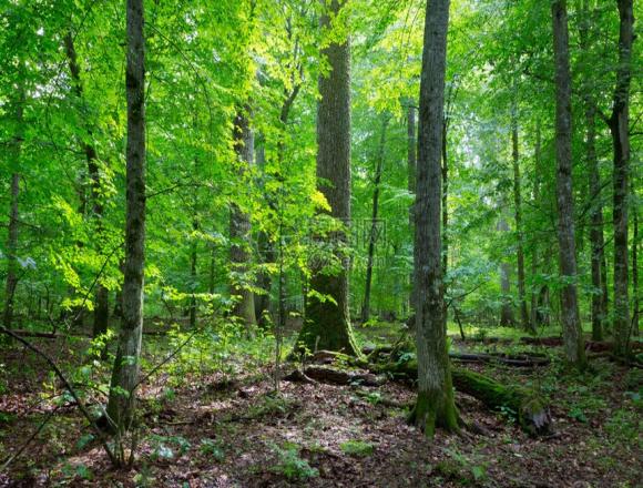 落ち着いた木を育てる混合林