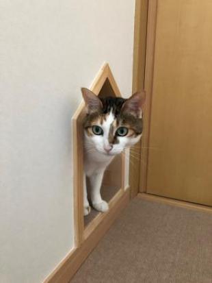 猫と住むリフォーム[さいたま市]
