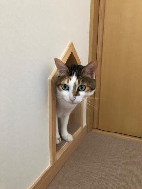 ǭ�Ƚ����ե�����[�������޻�]